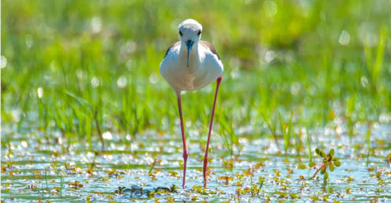 Focus Ecosistemi Acquatici