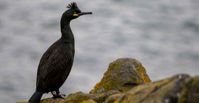 Giornata mondiale della biodiversità: sos specie a rischio