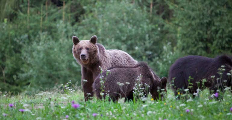 orsa con due cuccioli