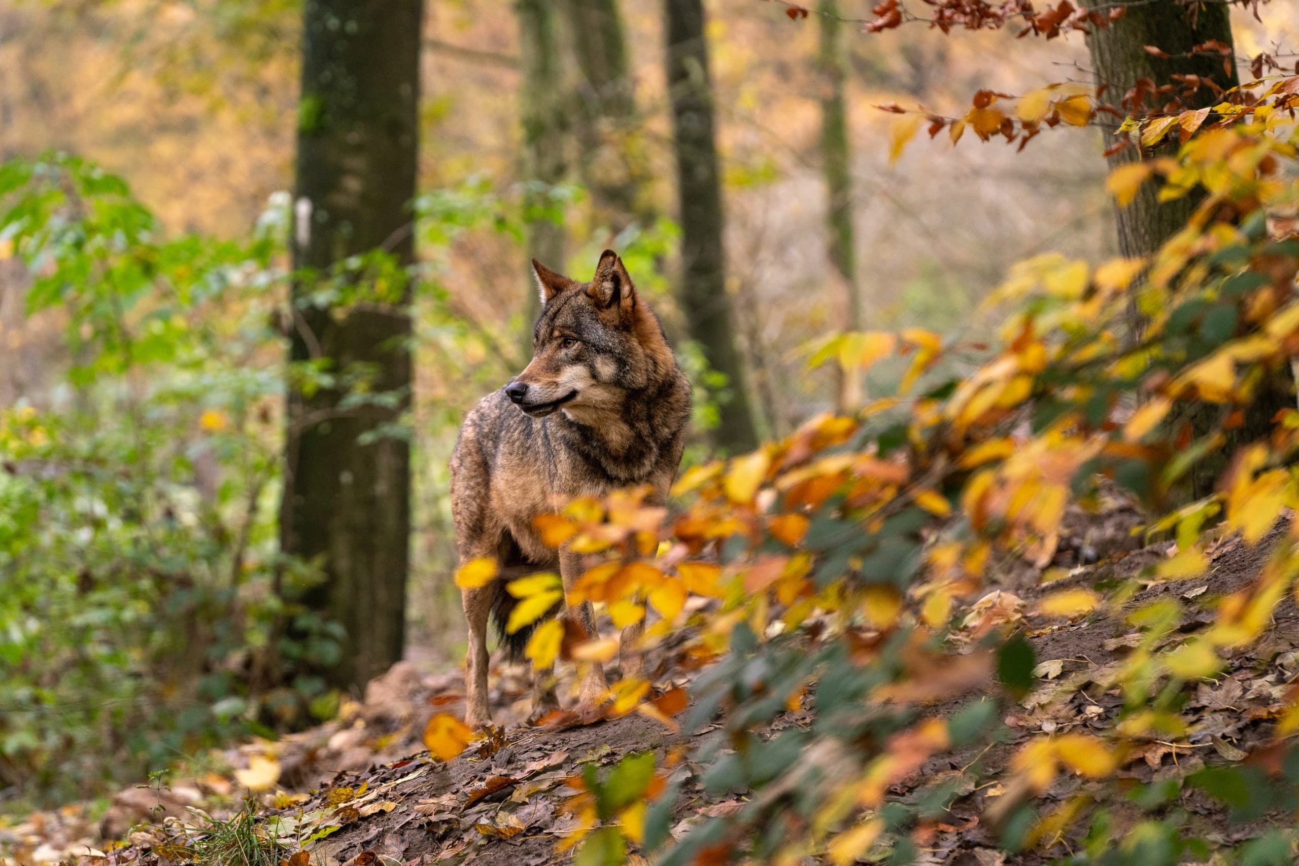 lupo nel suo habitat