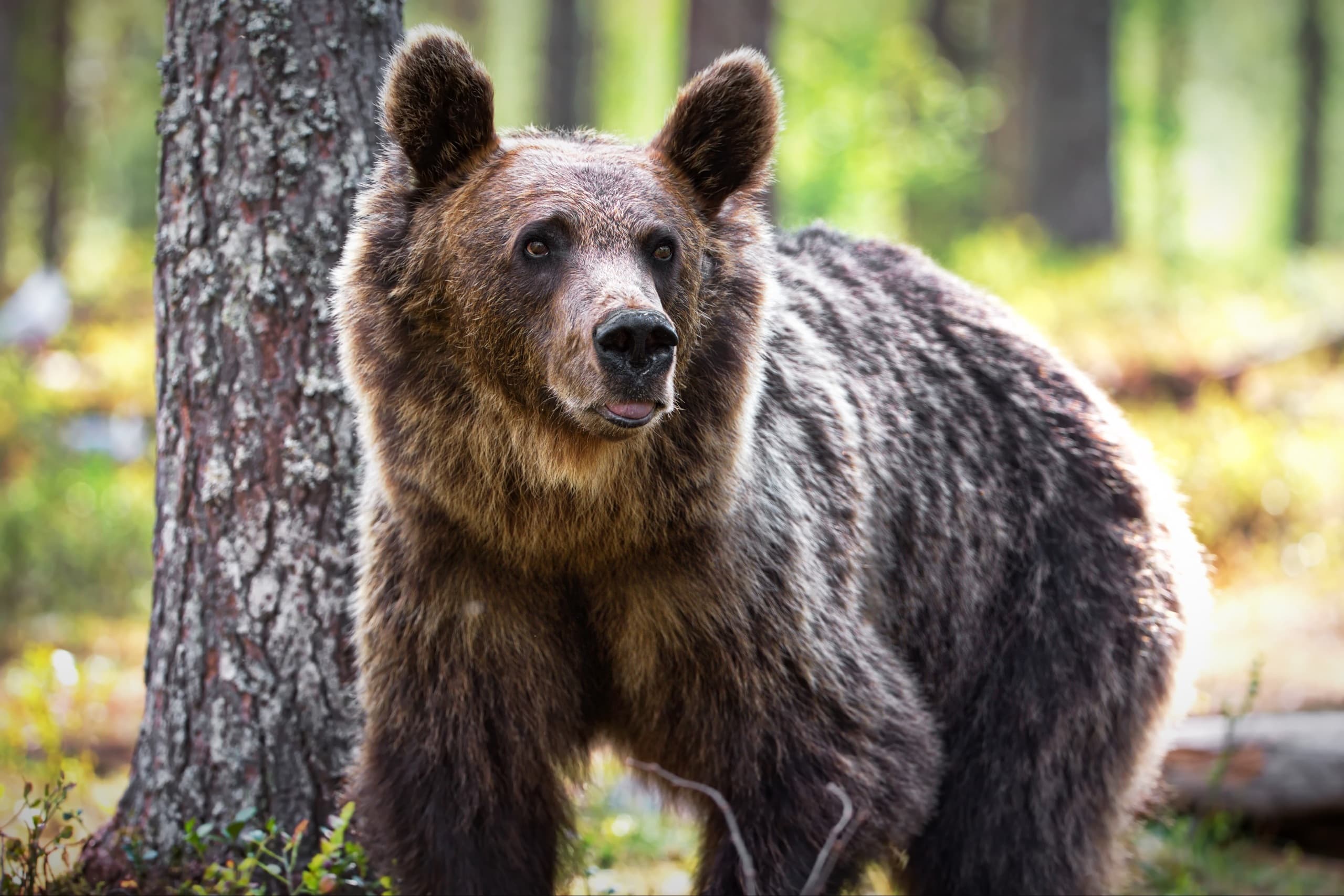 Orsa nel suo habitat