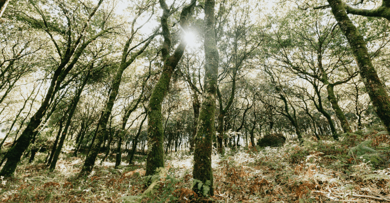 FestAmbiente 2024: foreste, aree protette e biodiversità protagoniste