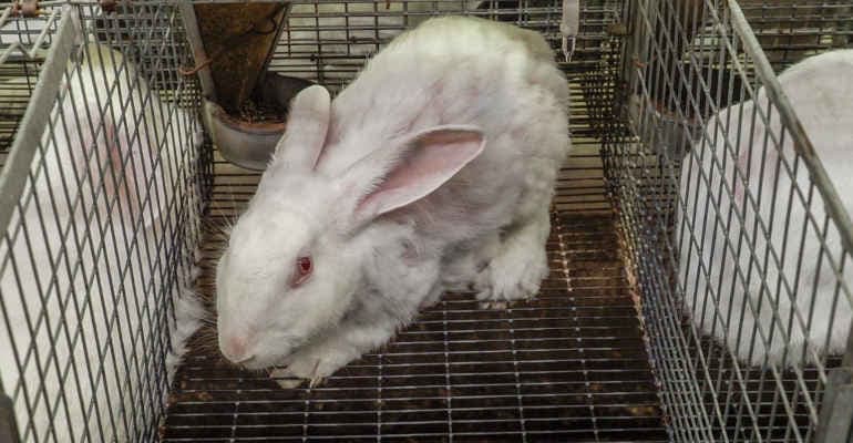 Video-inchiesta in allevamenti italiani mostra la sofferenza dei conigli in gabbia