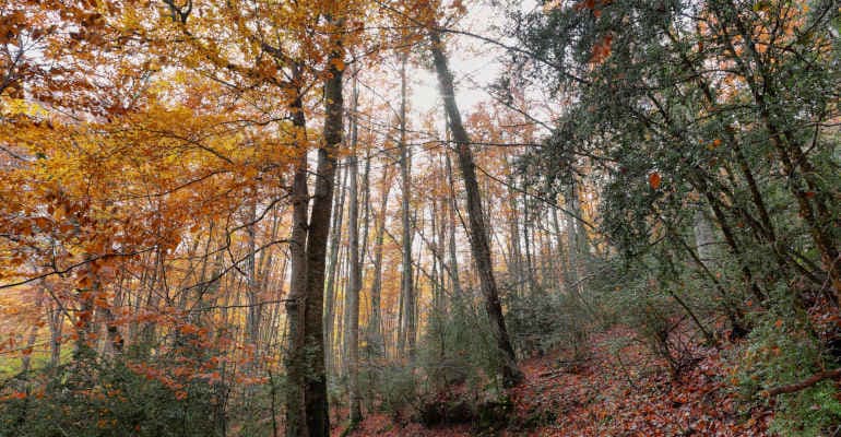 Atlante delle Foreste, IV edizione