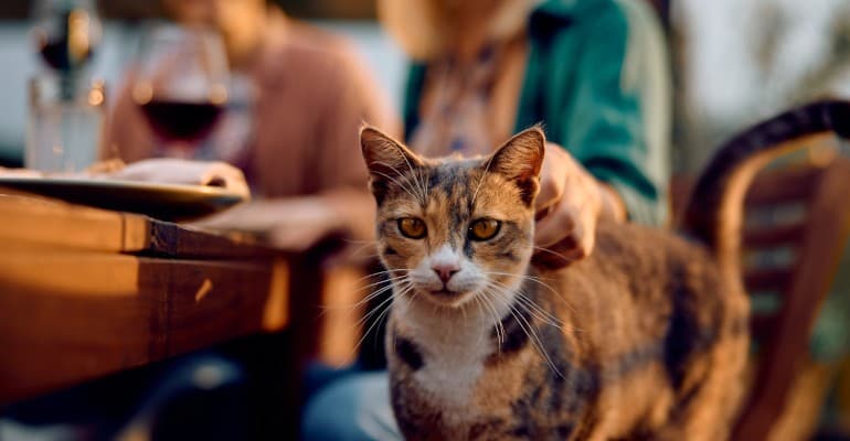 Proposte a misura di gatto