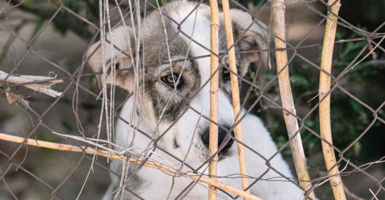 Animali in Costituzione, facciamo il punto