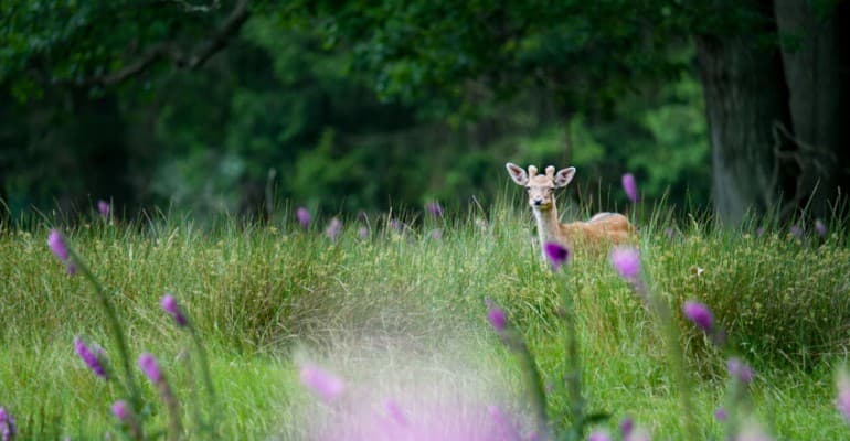 Natura selvatica a rischio