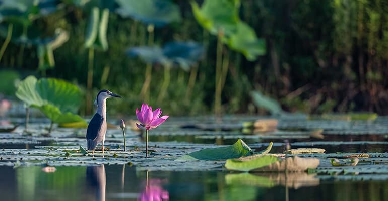 Cop16 a Roma, è in gioco il futuro della biodiversità