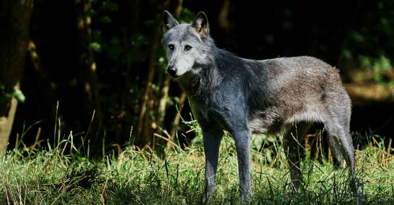 Lupo, in pericolo il futuro della specie