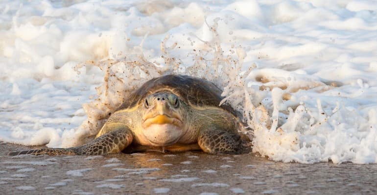 Giornata Mondiale Tartarughe Marine
