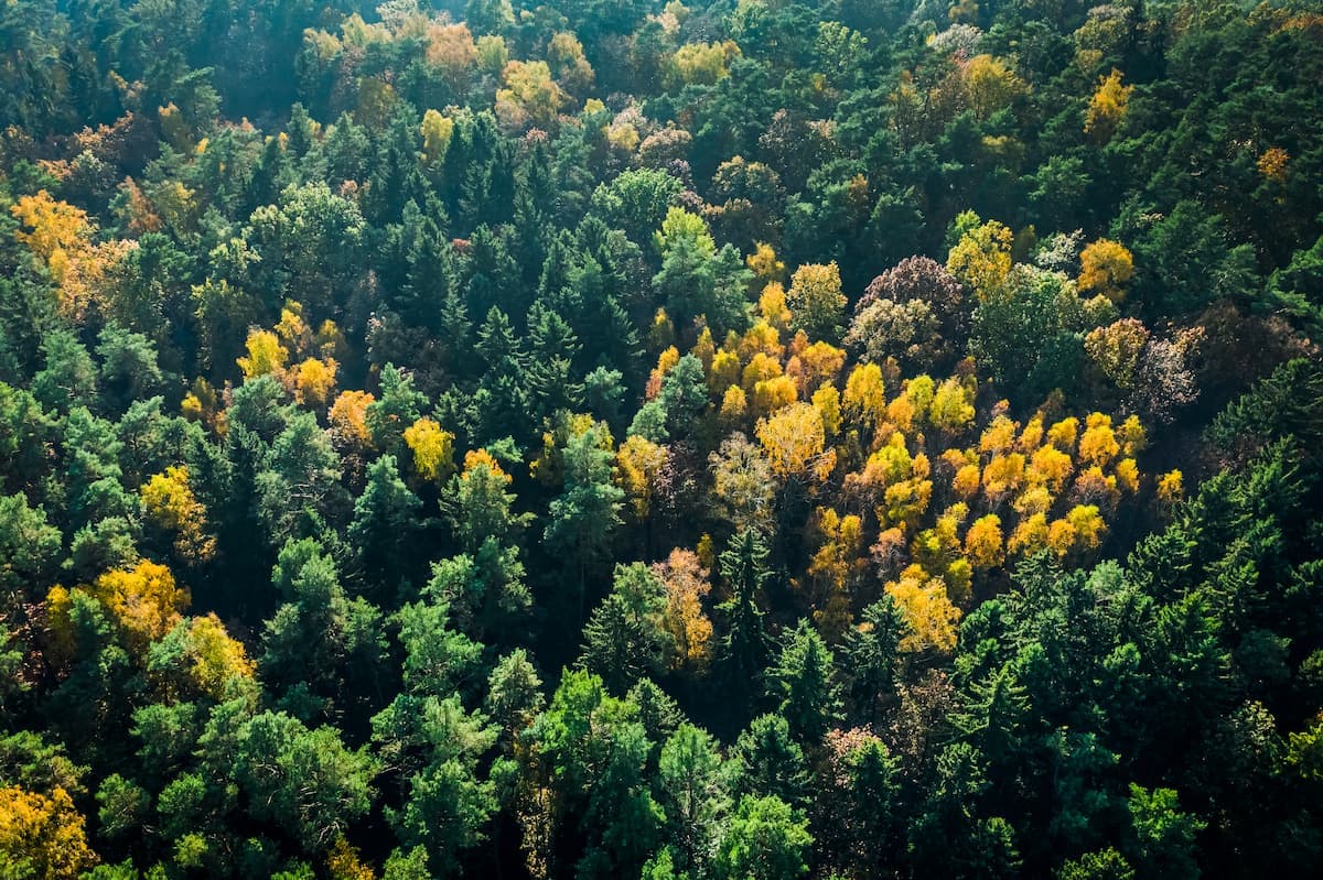Gestione sostenibile foreste