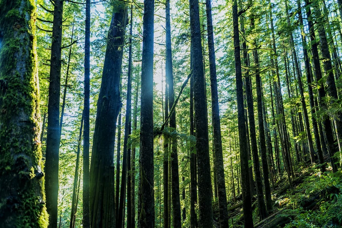 filiera del legno e decarbonizzazione