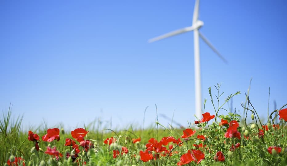 un campo di papaveri sullo sfondo una pala eolica