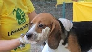 Mai più Green Hill: sos violenza contro gli animali