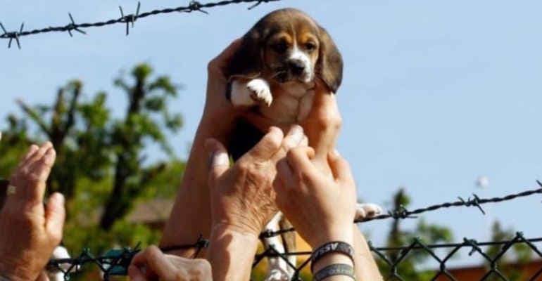Green Hill, Corte d’Appello di Brescia assolve tutte le persone che liberarono i beagle
