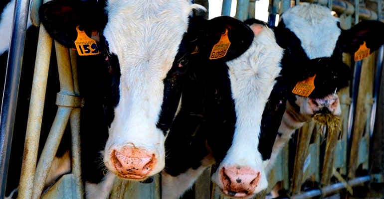 Allevamenti intensivi, giornalisti Rai attaccati dall’industria della carne