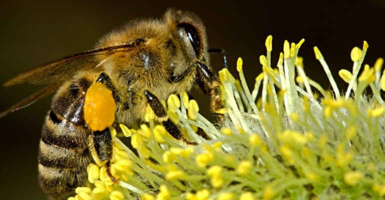 Save the Queen, la campagna di Legambiente per salvare le api a serio rischio estinzione