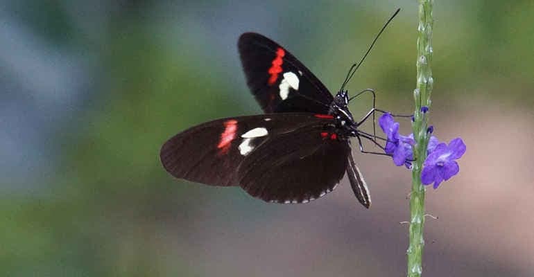 Ecosistema e biodiversità a rischio