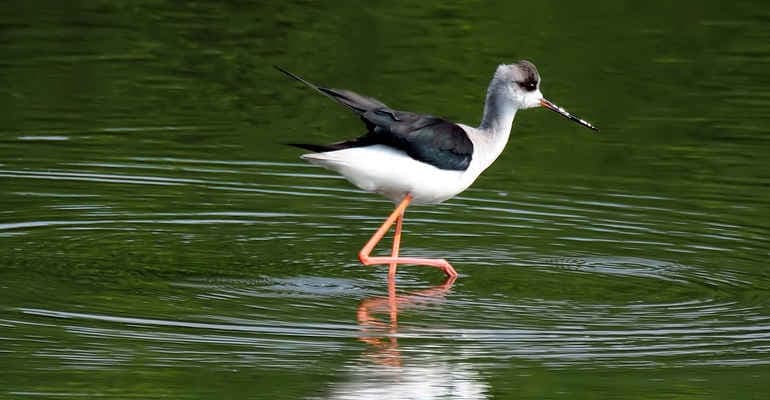 Ecosistemi e biodiversità a rischio, video conversazioni con Legambiente