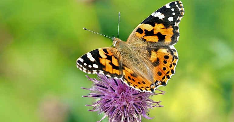 Biodiversità a rischio, un’emergenza che minaccia anche la nostra sopravvivenza
