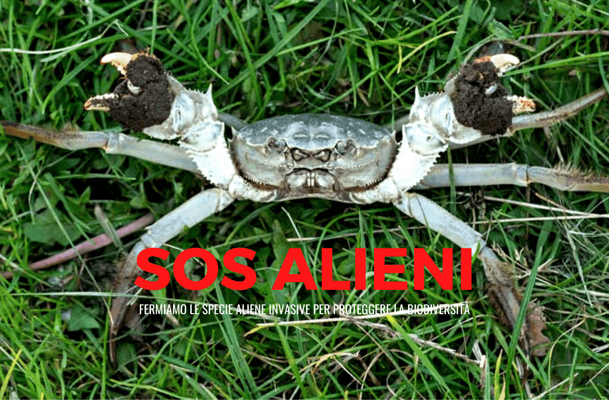 Progetto LifeAsap: fermare le specie aliene invasive per proteggere la biodiversità