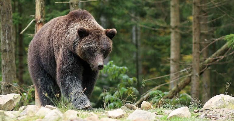 Abbattimento orso. Legambiente:”Decisione sbagliata”