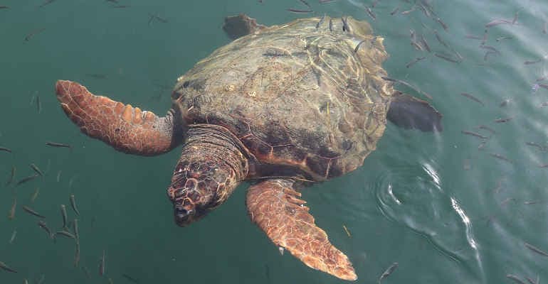 Mamma tartaruga in difficoltà ha ripreso il largo