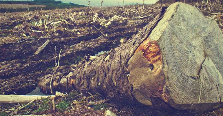Biocarburanti, il dossier di Legambiente “Più olio di palma nei motori che nei biscotti”