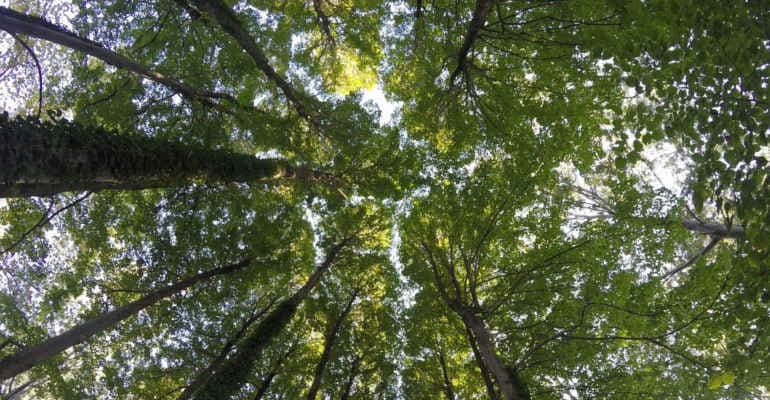500 alberi ed essenze a Roma nel Parco regionale urbano del Pineto
