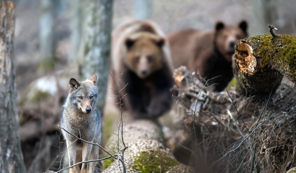 in un bosco lupo in primo piano e due orsi sullo sfondo
