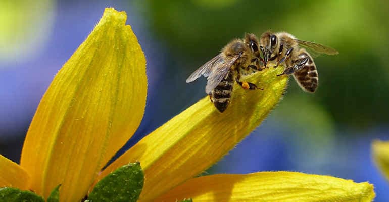 Giornata mondiale Api: nuova alleanza tra Legambiente e aree protette laziali