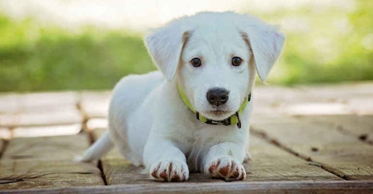 Vengo via con te, le scelte giuste per l’acquisto di un cane
