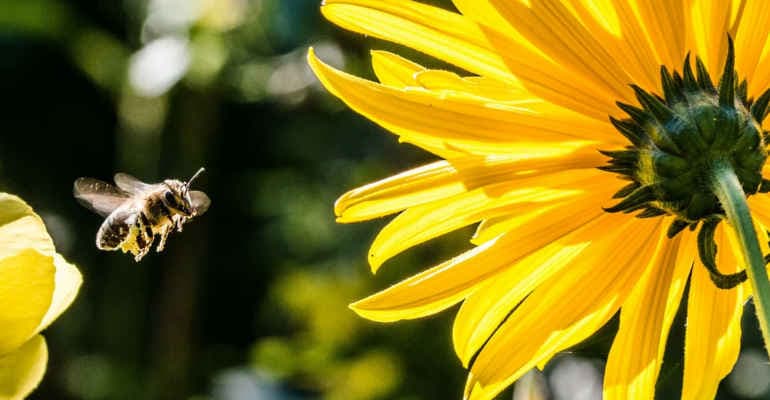 Save The Queen, 50 nuove arnie per gli apicoltori laziali