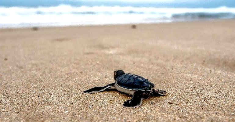 Tartalove, una mamma “umana” per le tartarughe del Mar Mediterraneo