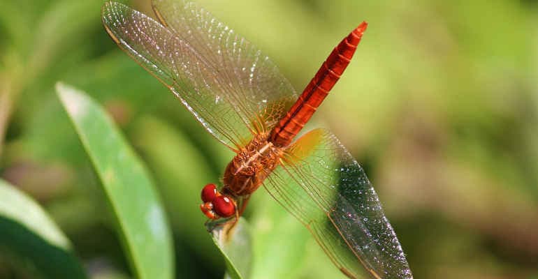 Senato, la tutela dell’ambiente, della biodiversità e degli ecosistemi entra in Costituzione