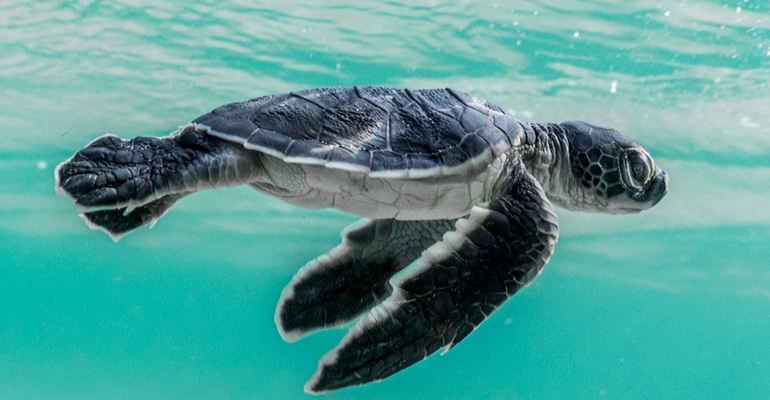 In Italia è boom di nidi di tartarughe marine