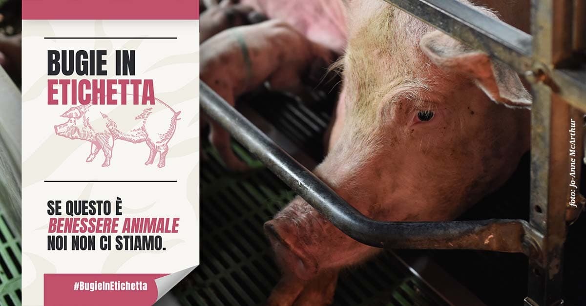 Allevamenti, etichettatura benessere animale tradisce la fiducia dei consumatori