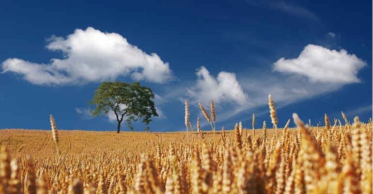 III Forum Nazionale Agroecologia circolare