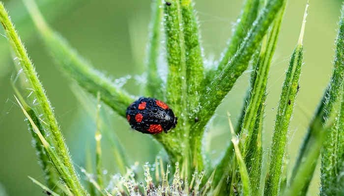 Coldiretti e Legambiente: “Approvare subito e definitivamente la legge sul biologico alla Camera dei deputati”