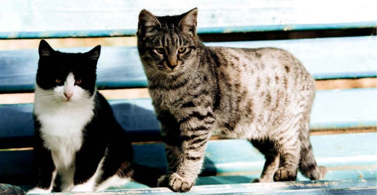 Vita da gatti