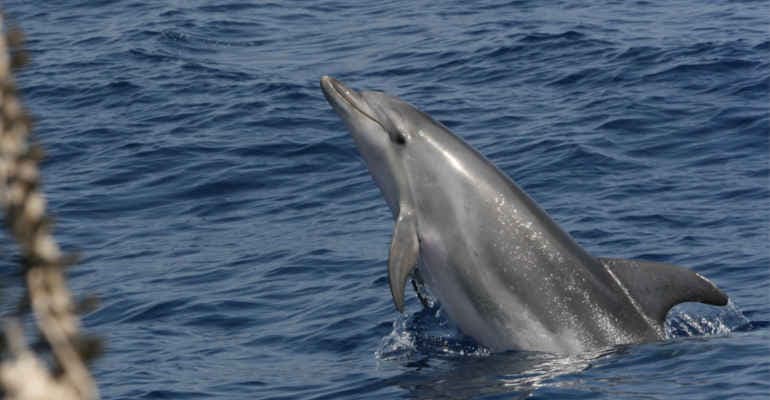 SOS Delfini