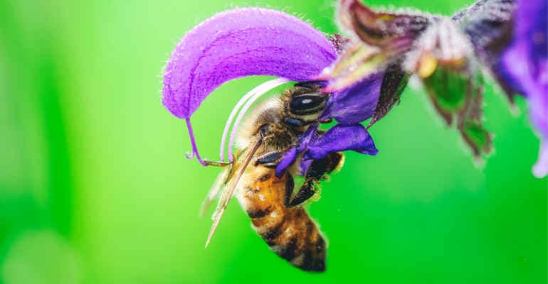 Tutela Biodiversità e 30ennale programma LIFE, il bilancio nel nuovo report di Legambiente