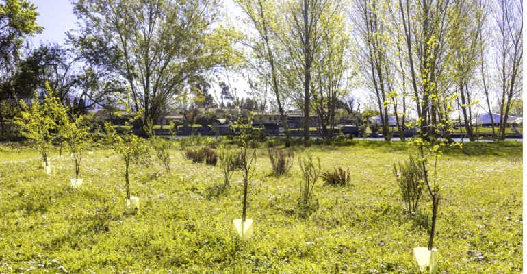 Piantati 300.000 nuovi alberi grazie a Mosaico Verde