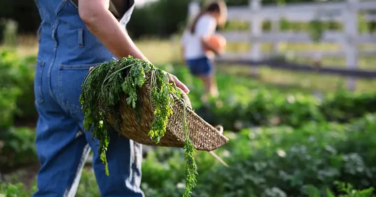 Elezioni 2022: agenda per una vera transizione ecologica dell’agricoltura