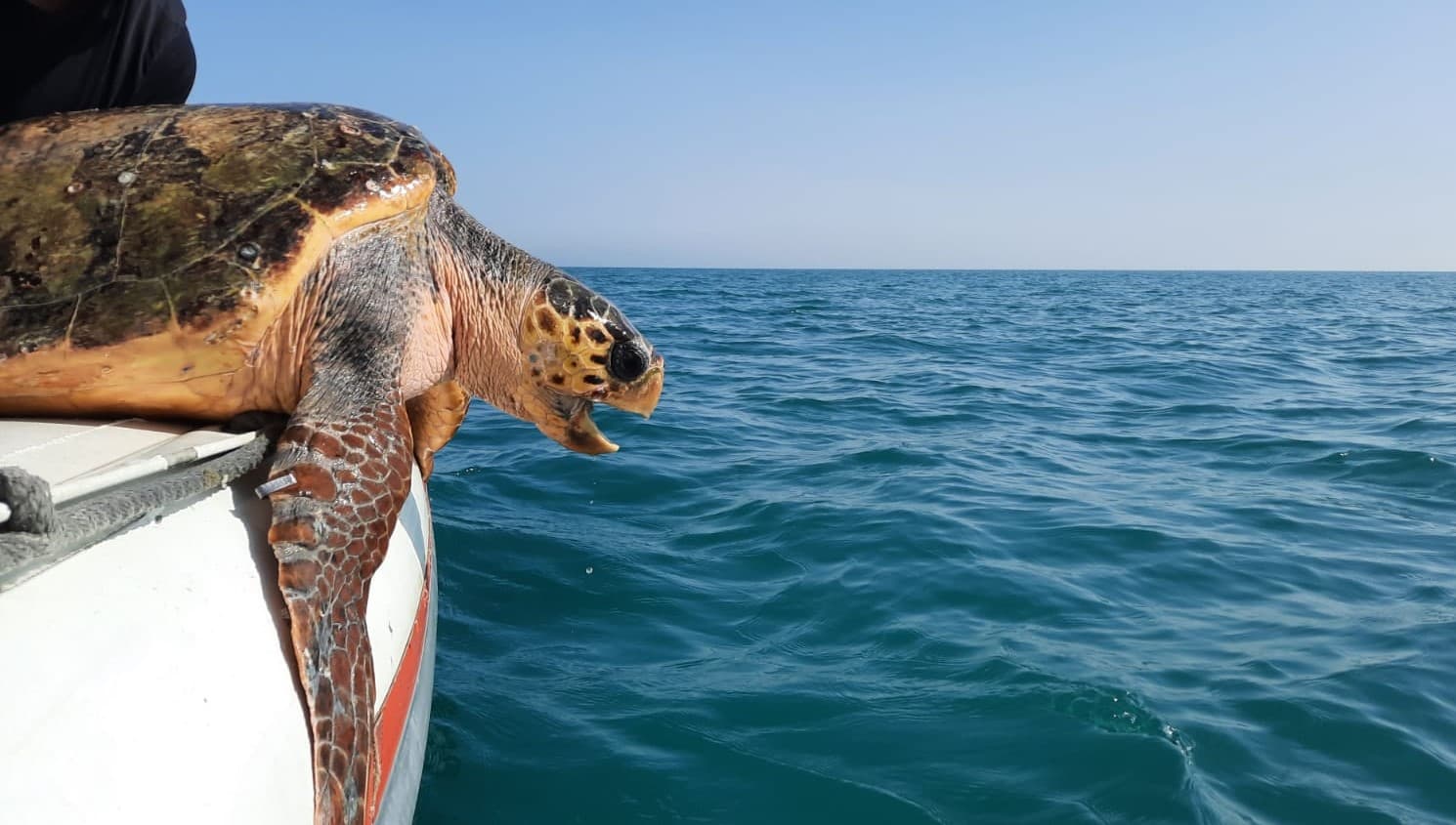 Liberata una tartaruga salvata da un pescatore in Sardegna