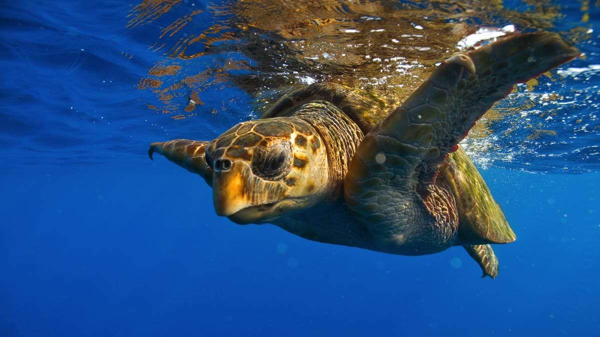 AMP isole Egadi, Legambiente collabora nella gestione del centro di recupero delle tartarughe marine