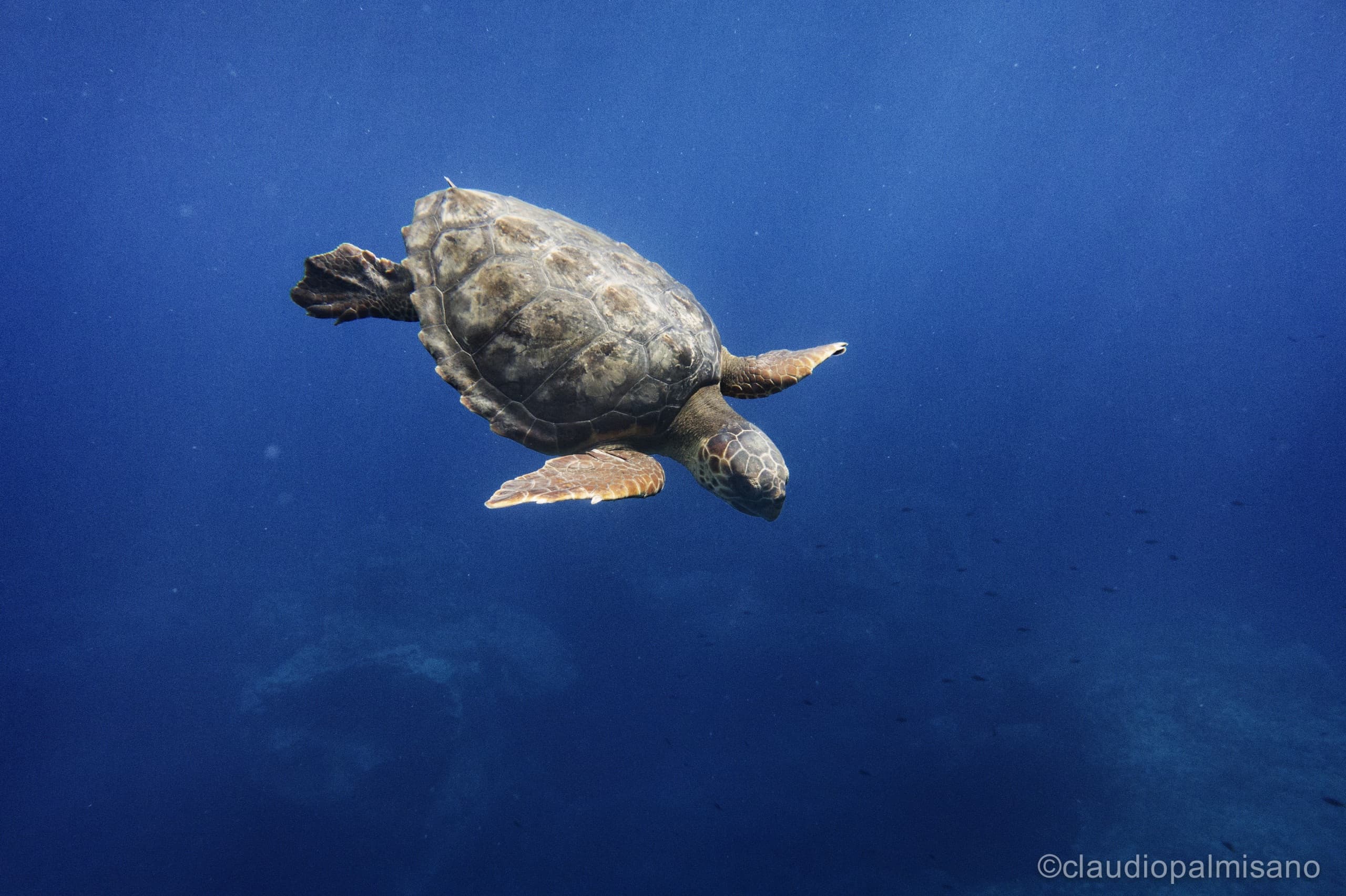 Tartarughe marine: le minacce