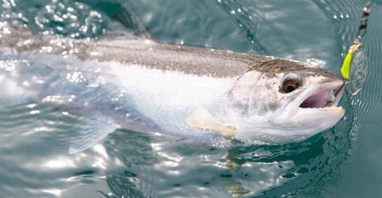Immissione di specie ittiche esotiche