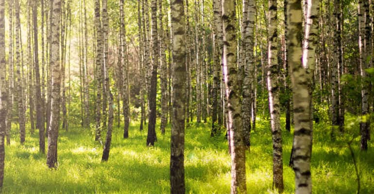 VI Forum nazionale “La Bioeconomia delle Foreste” di Legambiente