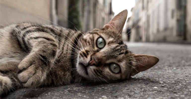 L’Italia non è un paese per gatti